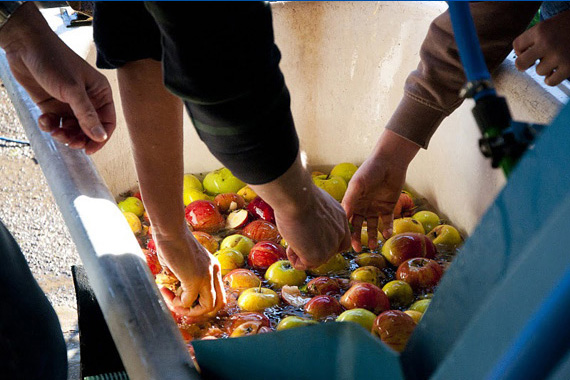 Die Äpfel werden von Hand sortiert.